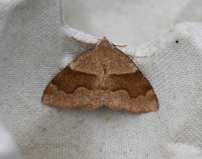 Barred Umber (Plagodis pulveraria)