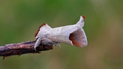Rødflekkstjertspinner (Clostera curtula)
