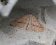 Brown Silver-line (Petrophora chlorosata)
