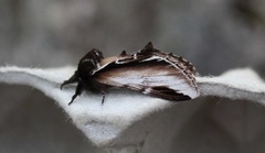 Bjørketannspinner (Pheosia gnoma)