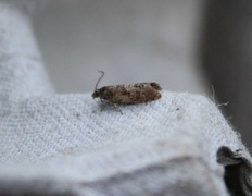Square-barred Bell (Epinotia tetraquetrana)