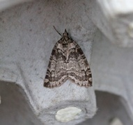 May Highflyer (Hydriomena impluviata)