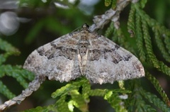 Berberisduskmåler (Rheumaptera cervinalis)