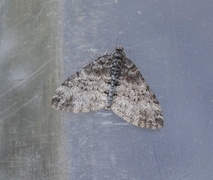 The Seraphim (Lobophora halterata)