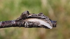 Seljetannspinner (Pheosia tremula)