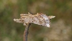 Nebbspinner (Pterostoma palpina)