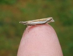 Grass-veneer (Crambus pascuella)