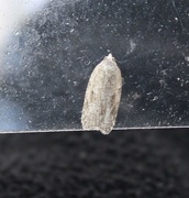 Bjørkeflatvikler (Acleris notana)