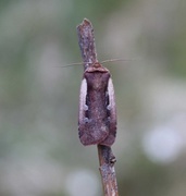 Flame Shoulder (Ochropleura plecta)