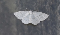 Common White Wave (Cabera pusaria)
