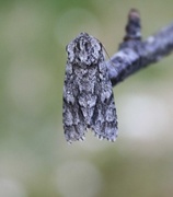 Broket kveldfly (Acronicta auricoma)