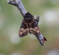 Small Angle Shades (Euplexia lucipara)