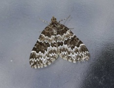 Broken-barred Carpet (Electrophaes corylata)