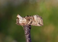 Grått neslefly (Abrostola tripartita)