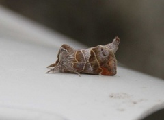 Small Chocolate-tip (Clostera pigra)
