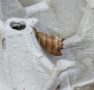 Scalloped Hook-tip (Falcaria lacertinaria)