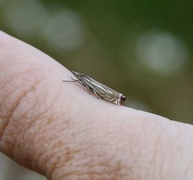 Hook-streaked Grass-Veneer (Crambus lathoniellus)