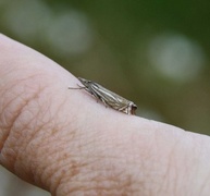 Smalstreknebbmott (Crambus lathoniellus)