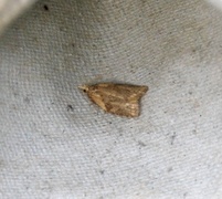 Common Tortrix (Capua vulgana)