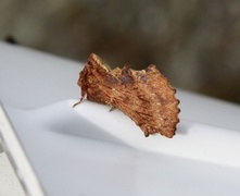 Coxcomb Prominent (Ptilodon capucina)
