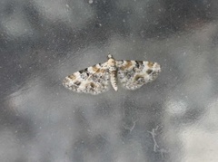 Revebjelledvergmåler (Eupithecia pulchellata)