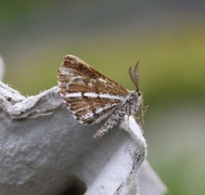 Bordered White (Bupalus piniaria)