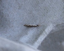 Diamond-back Moth (Plutella xylostella)