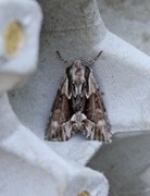 The Saxon (Hyppa rectilinea)