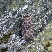True Lover's Knot (Lycophotia porphyrea)