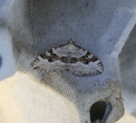 Hvit båndmåler (Xanthorhoe montanata)