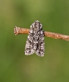 Syrekveldfly (Acronicta rumicis)