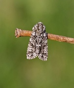 Knot Grass (Acronicta rumicis)