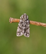 Syrekveldfly (Acronicta rumicis)