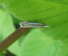 Grass-veneer (Crambus pascuella)