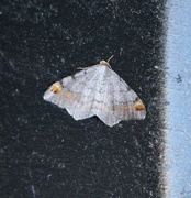 Tawny-barred Angle (Macaria liturata)
