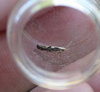 Apple Fruit Moth (Argyresthia conjugella)