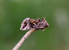 Beautiful Golden Y (Autographa pulchrina)