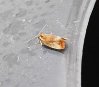 Brassy Tortrix (Eulia ministrana)