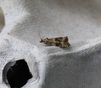 Common Marble (Celypha lacunana)