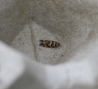 Stripet grankveldvikler (Epinotia tedella)
