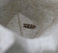Common Spruce Bell (Epinotia tedella)