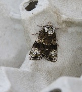 The Coronet (Craniophora ligustri)