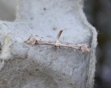 Triangle Plume (Platyptilia gonodactyla)