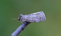 Punkthalvspinner (Ochropacha duplaris)