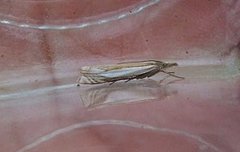 Grass-veneer (Crambus pascuella)