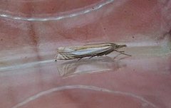 Beitenebbmott (Crambus pascuella)