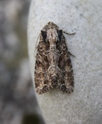 Slåttengfly (Apamea remissa)