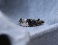 Marbled Orchard Tortrix (Hedya nubiferana)