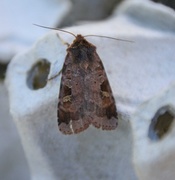 Purple Clay (Diarsia brunnea)