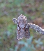 Northern Dart (Xestia alpicola)